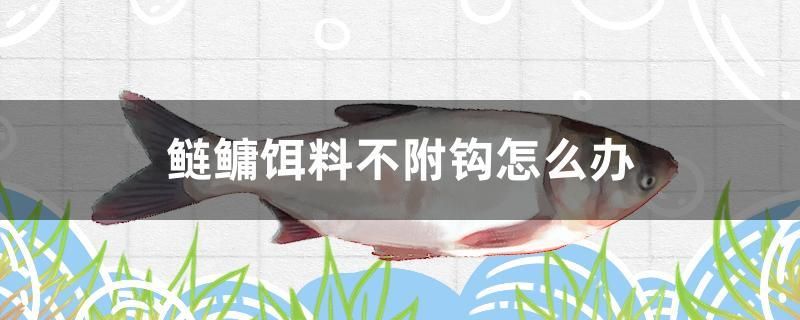 鲢鳙饵料不附钩怎么办 元宝凤凰鱼