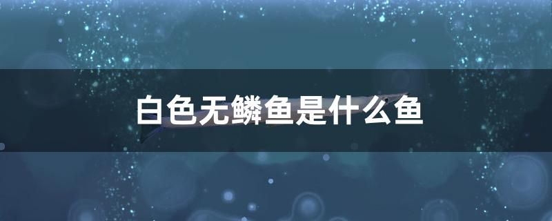 白色无鳞鱼是什么鱼 金三间鱼