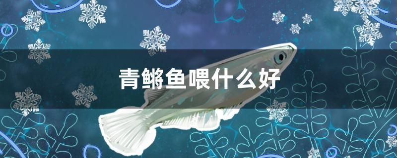 青鳉鱼喂什么好 水族品牌