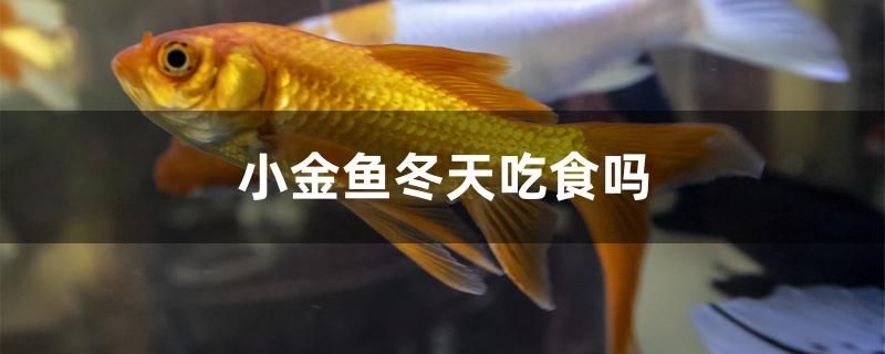 小金鱼冬天吃食吗 巴西亚鱼苗