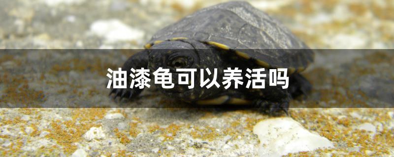 油漆龟可以养活吗 硝化细菌