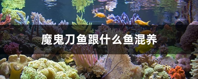 滨州鱼缸批发市场位置在哪里啊电话 滨州鱼缸批发市场位置在哪里啊电话多少 帝王血钻