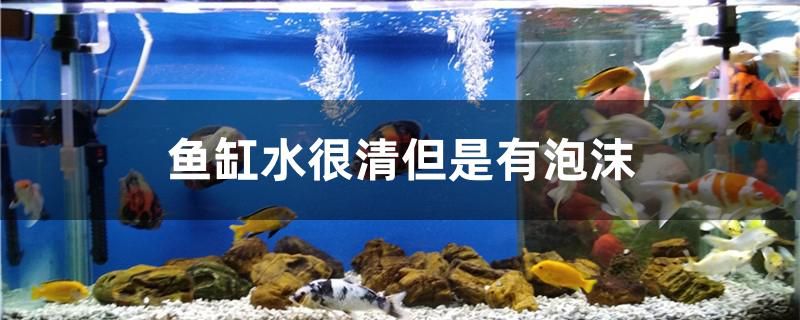 鱼缸水很清但是有泡沫怎么办 图腾金龙鱼