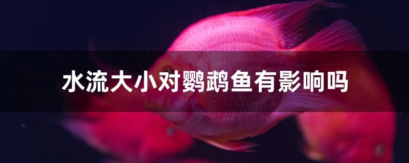 水流大小对鹦鹉鱼有影响吗 祥龙水族医院