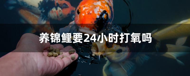 养锦鲤要24小时打氧吗