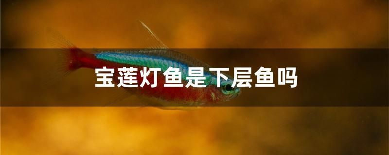 宝莲灯鱼是下层鱼吗 祥龙传奇品牌鱼缸