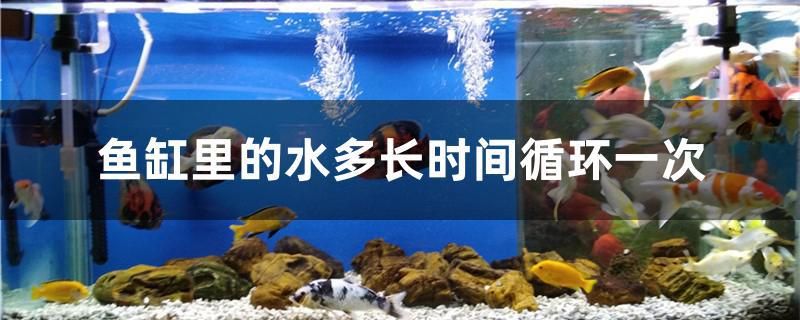 鱼缸里的水多长时间循环一次 福魟魟鱼