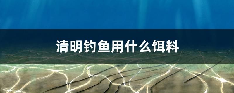 清明钓鱼用什么饵料 祥龙水族医院