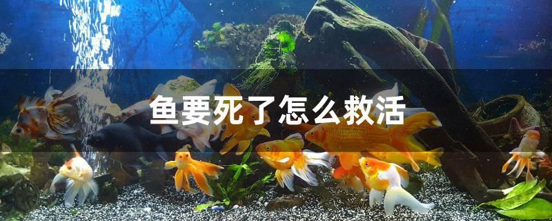 鱼要死了怎么救活