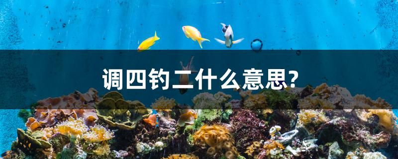 调四钓二什么意思？ 观赏鱼水族批发市场