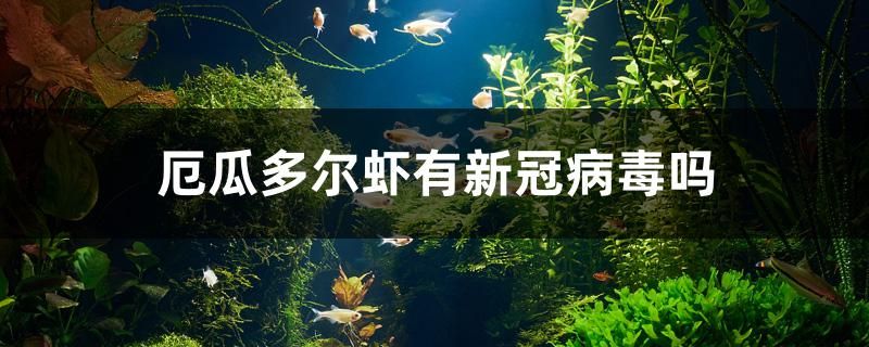 厄瓜多尔虾有新冠病毒吗 祥龙鱼药系列