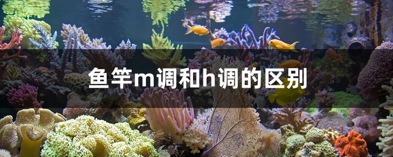 鱼竿m调和h调的区别 斑马鸭嘴鱼苗