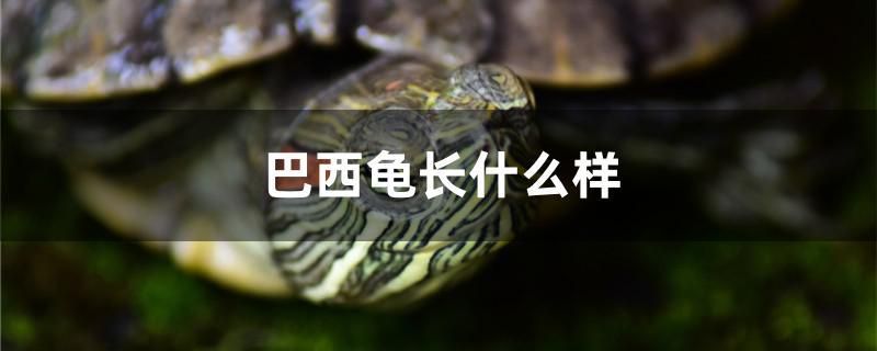 巴西龟长什么样 祥龙水族滤材/器材