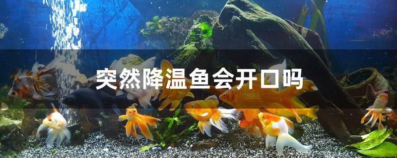 突然降温鱼会开口吗