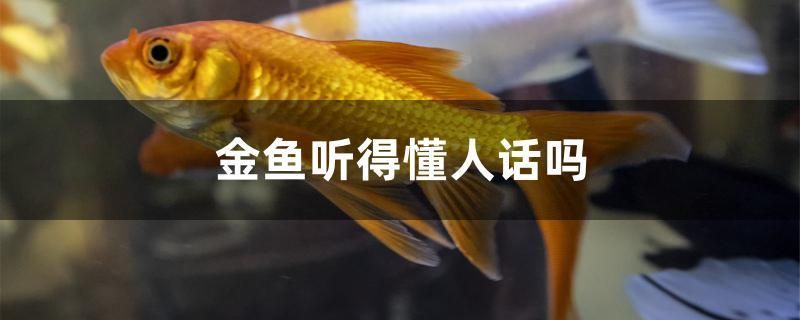 金鱼听得懂人话吗 祥龙进口元宝凤凰鱼