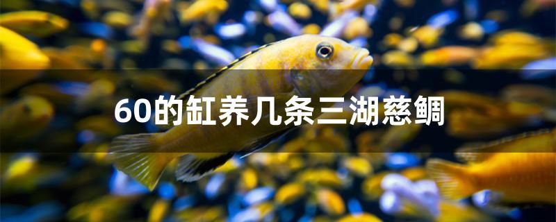 60的缸养几条三湖慈鲷 委内瑞拉奥里诺三间鱼苗