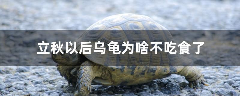 立秋以后乌龟为啥不吃食了 全国水族馆企业名录