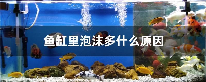 鱼缸里泡沫多什么原因 龙鱼专用灯