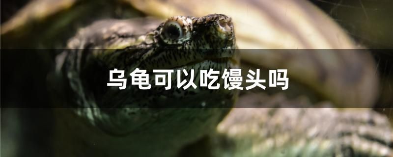 乌龟可以吃馒头吗 白子金龙鱼