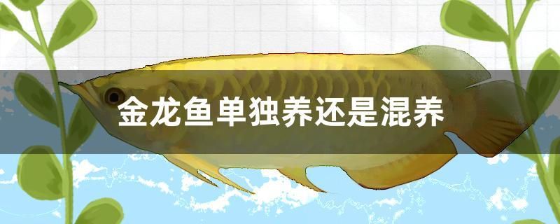 金龙鱼单独养还是混养 水族周边