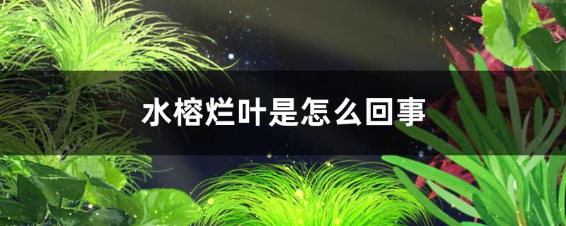 水榕烂叶是怎么回事需要剪掉吗