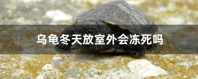 乌龟冬天放室外会冻死吗 大白鲨鱼