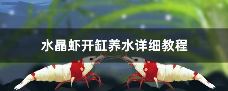 水晶虾开缸养水详细教程 月光鸭嘴鱼