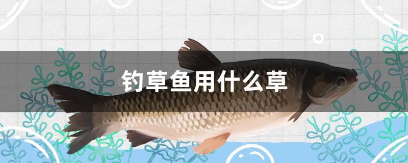 鱼缸圆形和方形哪个好（鱼缸圆形好还是方形好） 其他品牌鱼缸