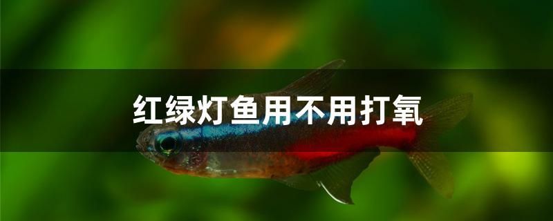 红绿灯鱼用不用打氧 元宝鲫