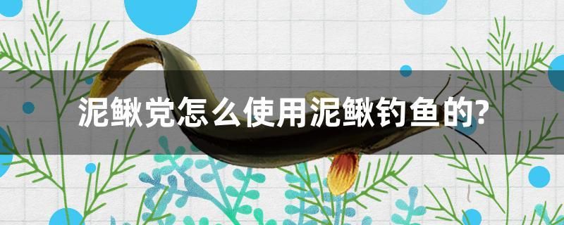 泥鳅党怎么使用泥鳅钓鱼的？ 大嘴鲸鱼