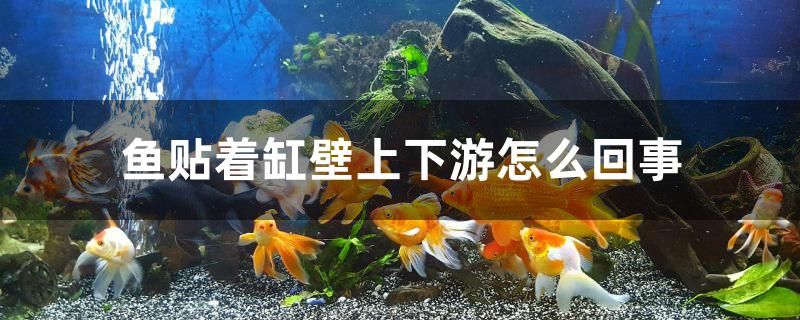 鱼贴着缸壁上下游怎么回事