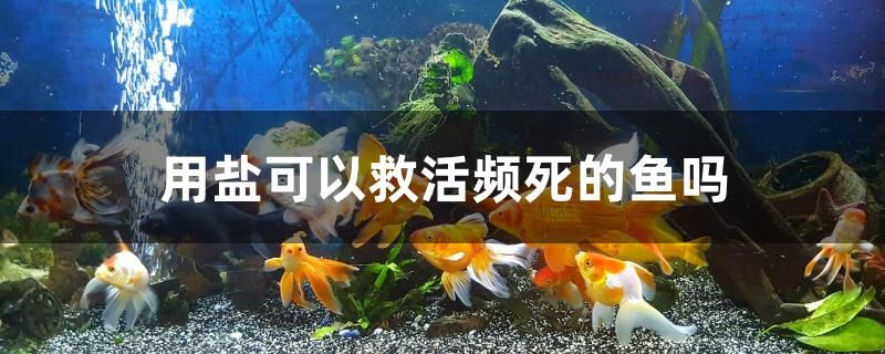 用盐可以救活频死的鱼吗 胭脂孔雀龙鱼