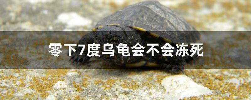 零下7度乌龟会不会冻死 充氧泵