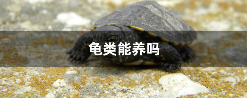 龟类能养吗 月光鸭嘴鱼