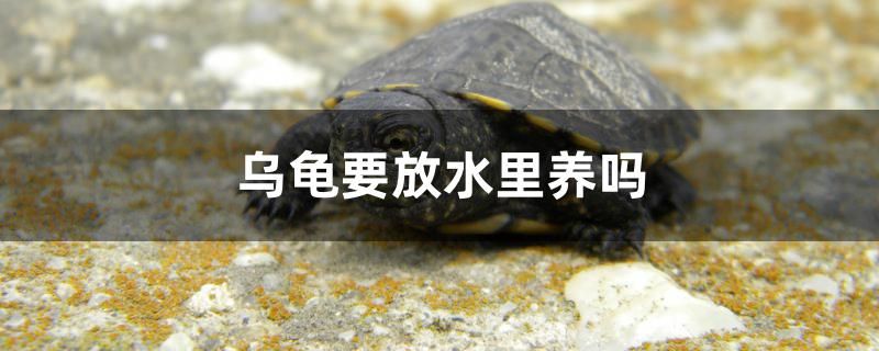 乌龟要放水里养吗 金老虎鱼