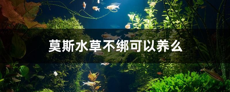 莫斯水草不绑可以养么