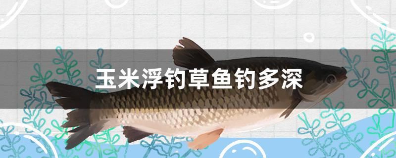 玉米浮钓草鱼钓多深