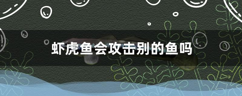 虾虎鱼会攻击别的鱼吗 翡翠凤凰鱼