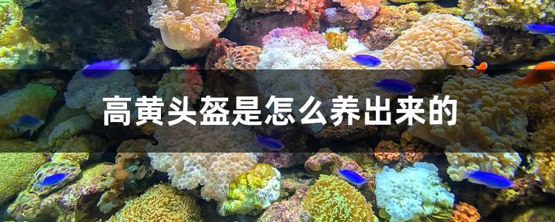 高黄头盔是怎么养出来的 红眼黄化幽灵火箭鱼|皇家火箭鱼