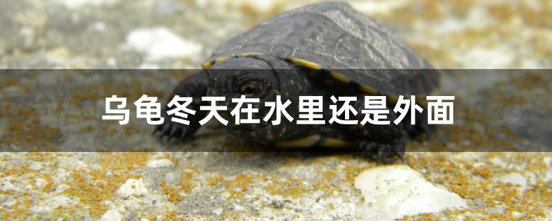 乌龟冬天在水里还是外面 虎鱼百科