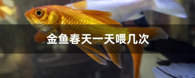 金鱼春天一天喂几次 水族用品