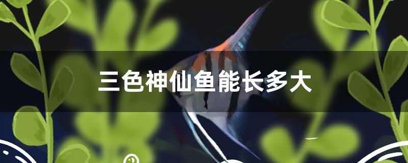 三色神仙鱼能长多大