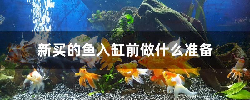 新买的鱼入缸前做什么准备 孵化器