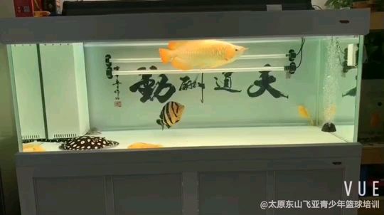 漂洋过海来看你 观赏鱼论坛