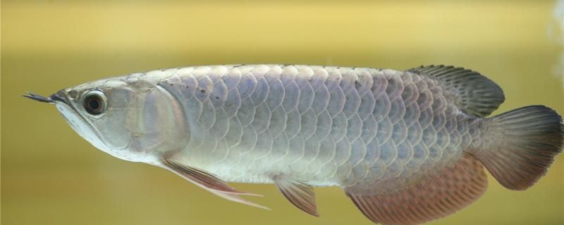 银龙鱼一般养几条一般怎么养 水族周边