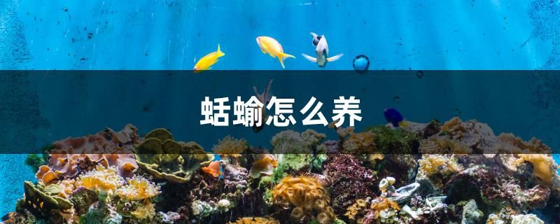 蛞蝓怎么养