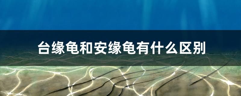 台缘龟和安缘龟有什么区别 元宝凤凰鱼专用鱼粮