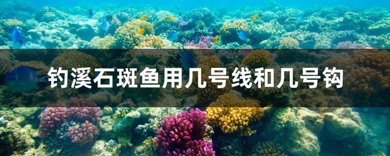 钓溪石斑鱼用几号线和几号钩 哥伦比亚巨暴鱼苗