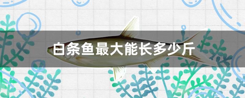 白条鱼最大能长多少斤 水族用品