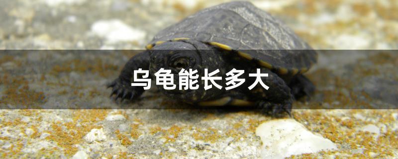 乌龟能长多大 黑白双星鱼